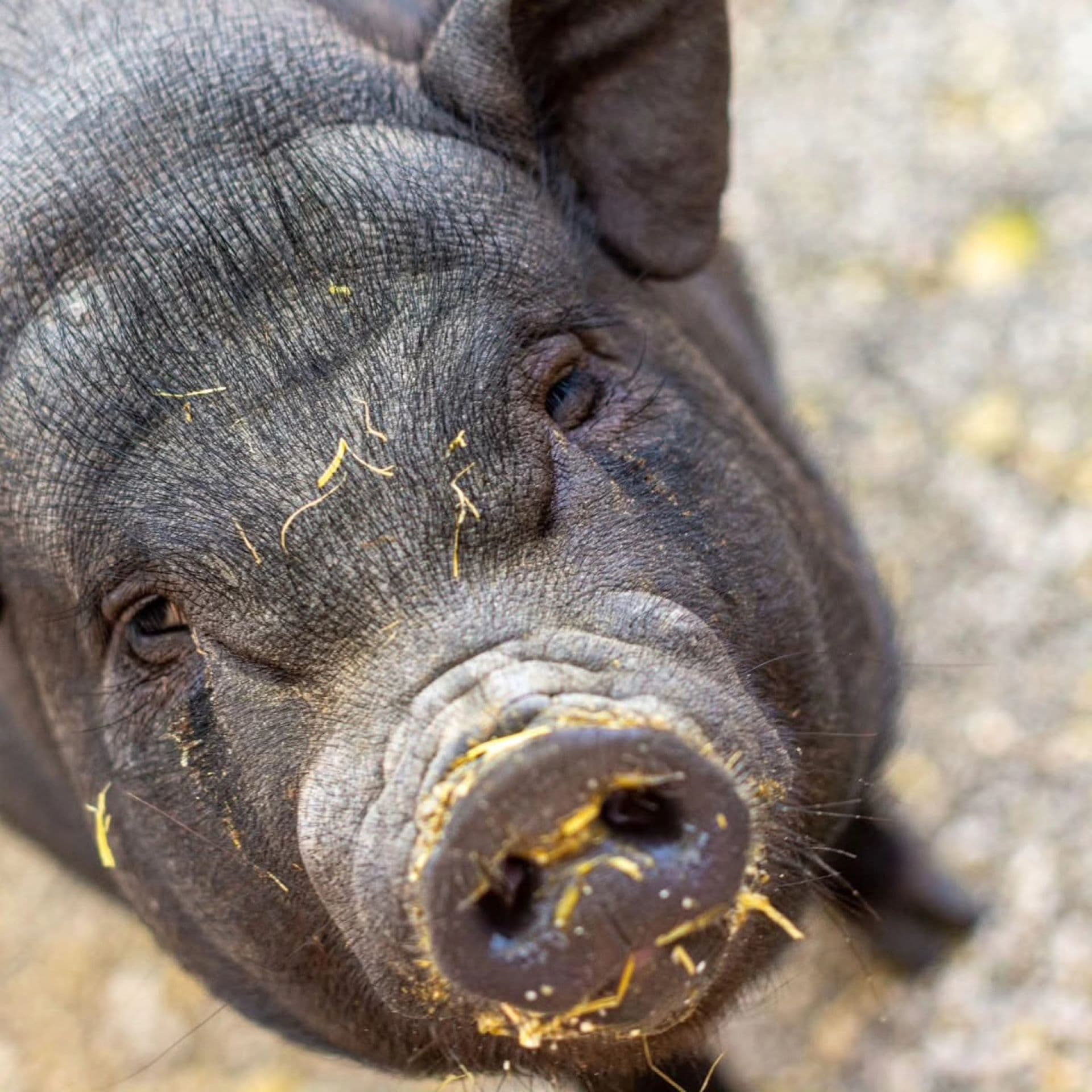 Ferme animalière d'Auriol_Auriol