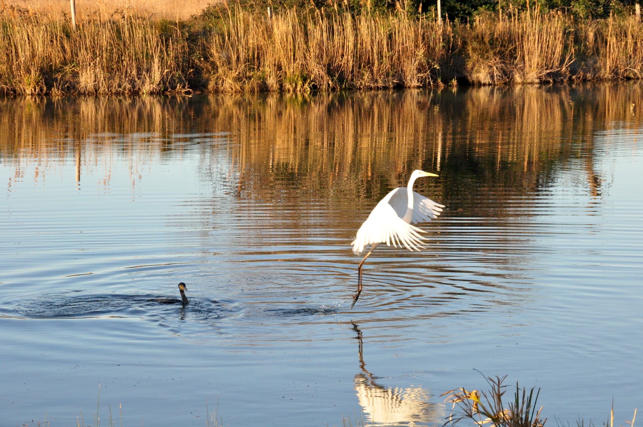 oiseaux