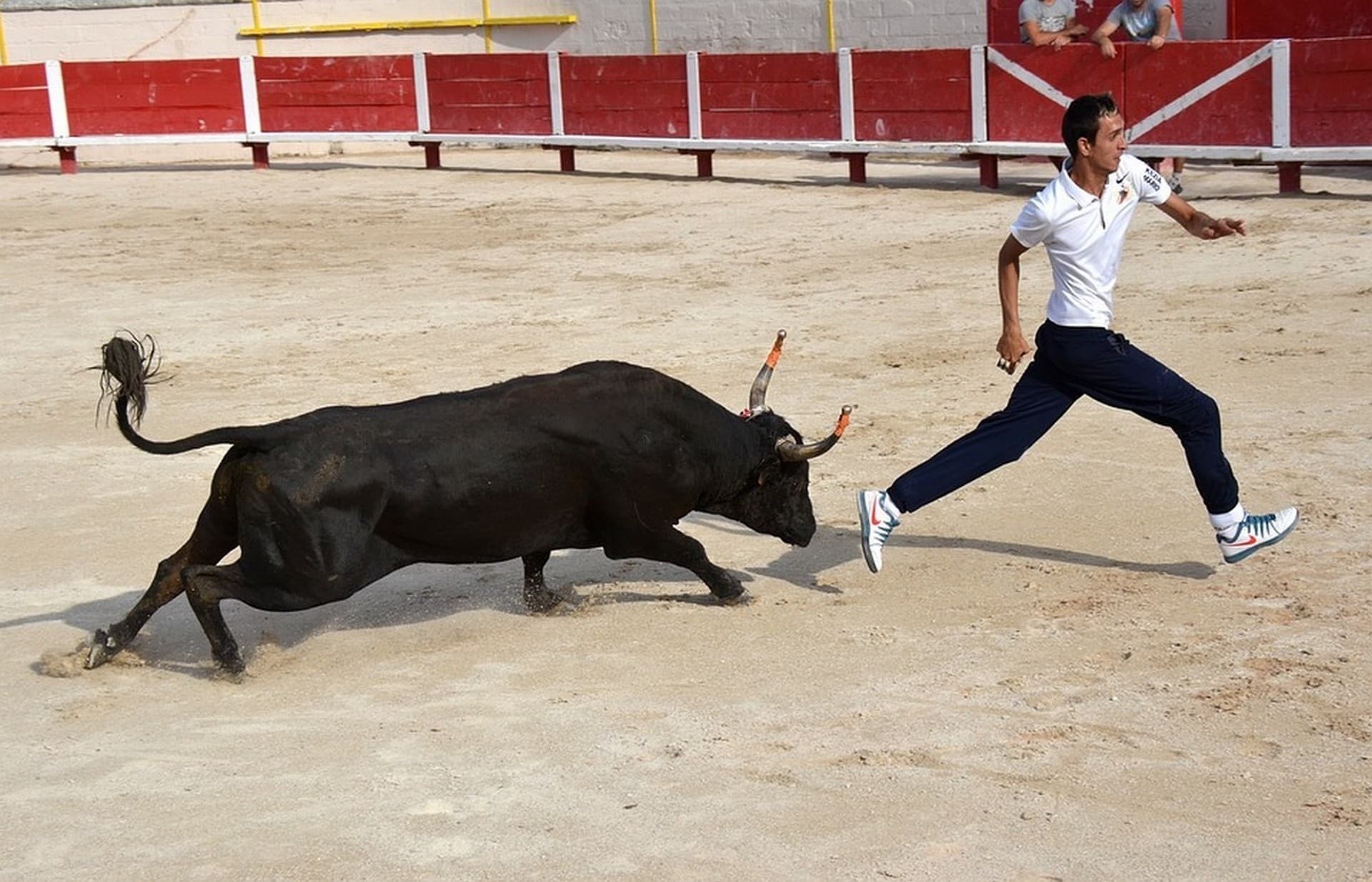 Course camarguaise