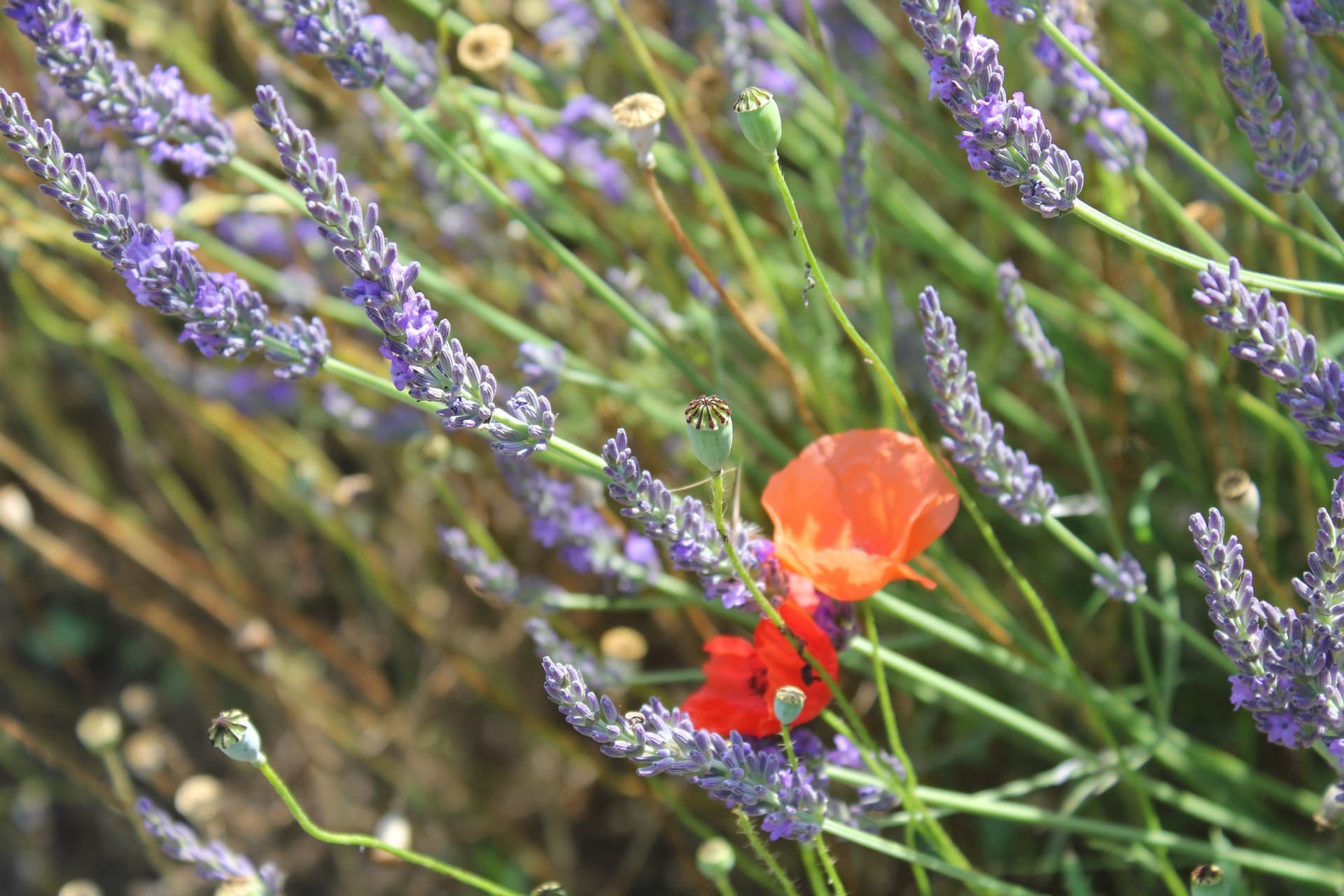 Les Sentiers de l'Abondance_Eygalières_fleurs