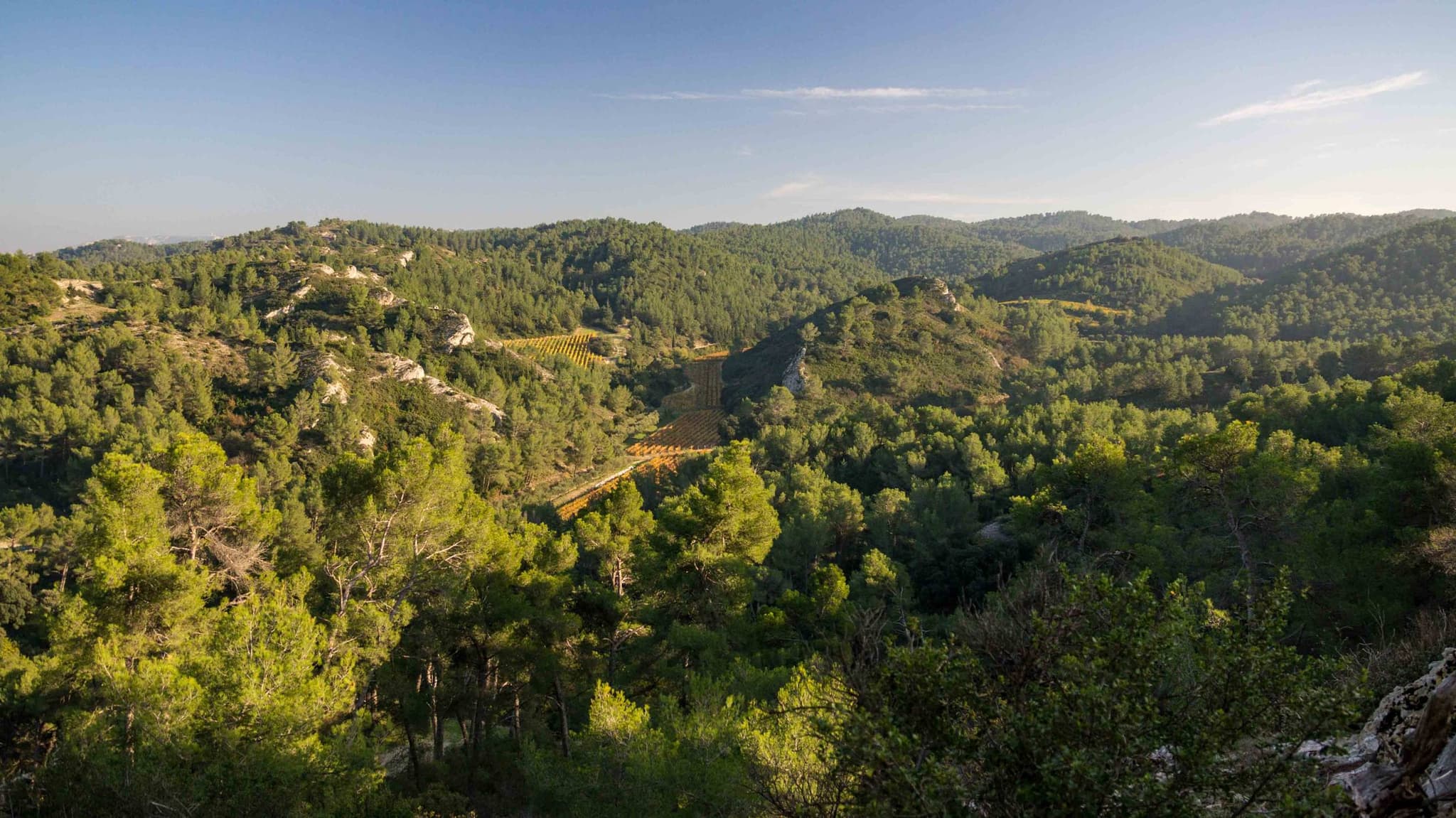 SAINT-ÉTIENNE-DU-GRÈS - La grande pinède des Alpilles