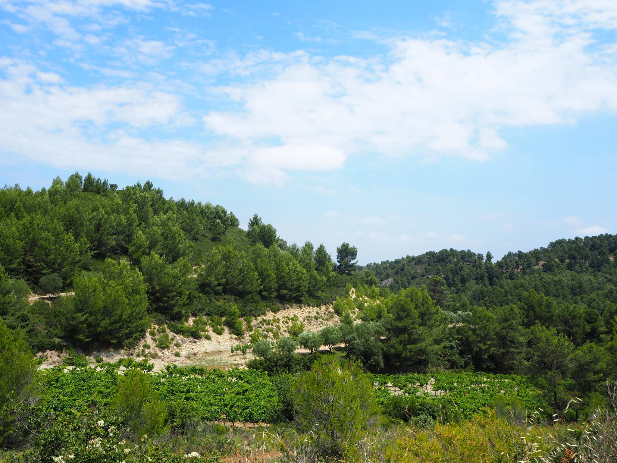 SAINT-ÉTIENNE-DU-GRÈS - La grande pinède des Alpilles