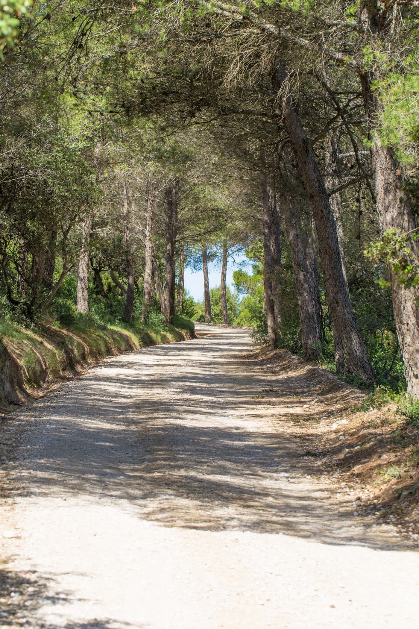 Allée de platanes au Château Romanin