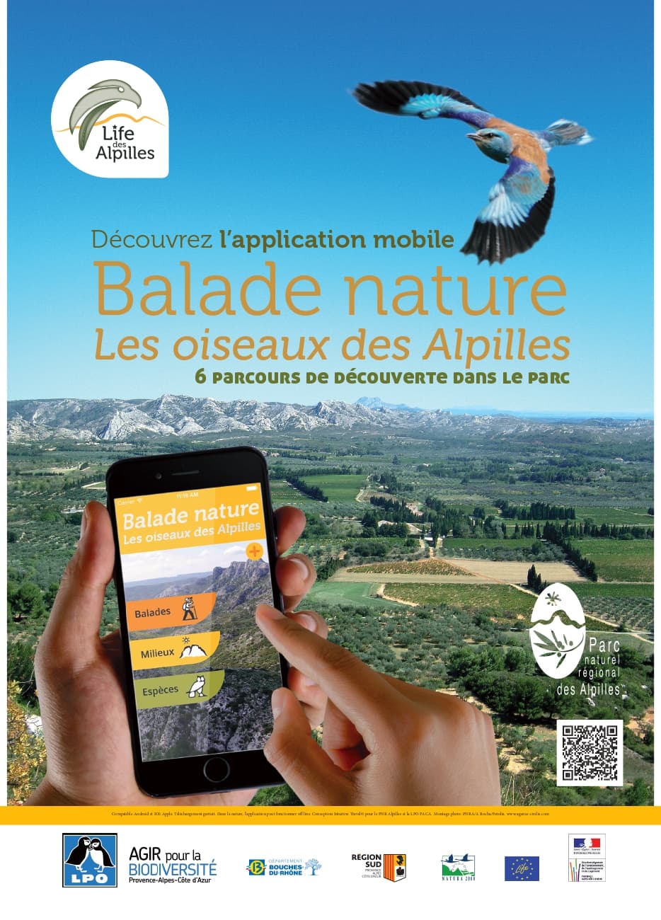 Balade nature - Les oiseaux des milieux ouverts
