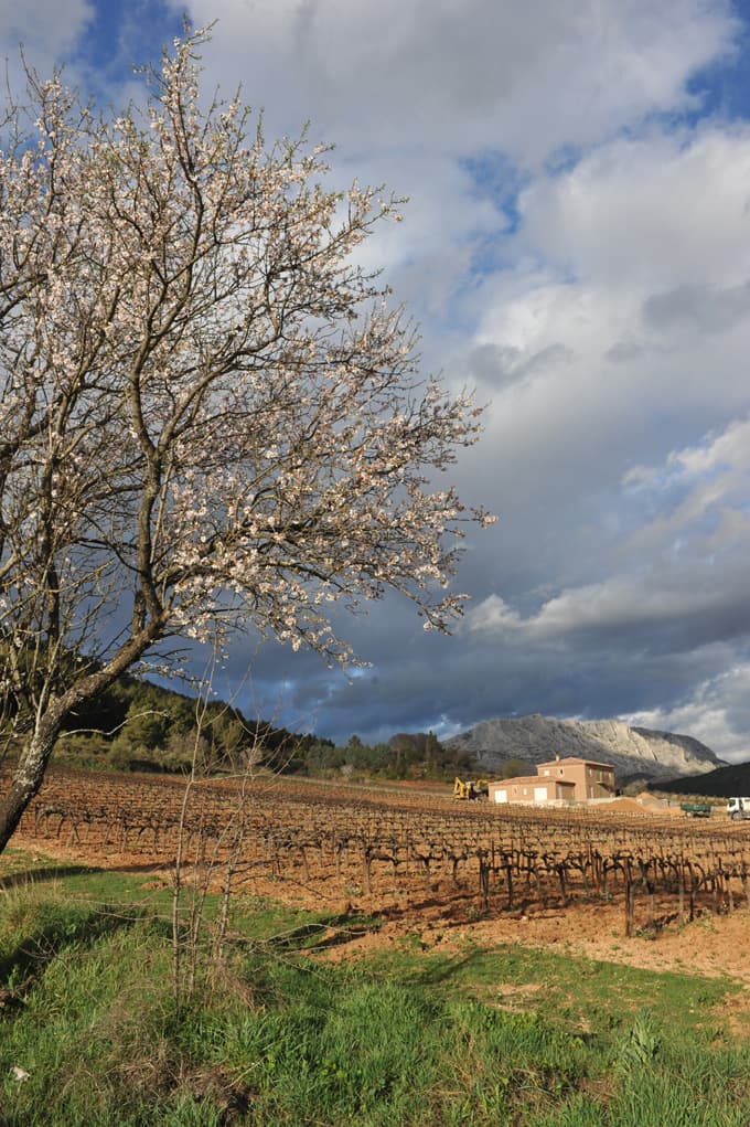 Balade dans les vignes du Château Henri Bonnaud