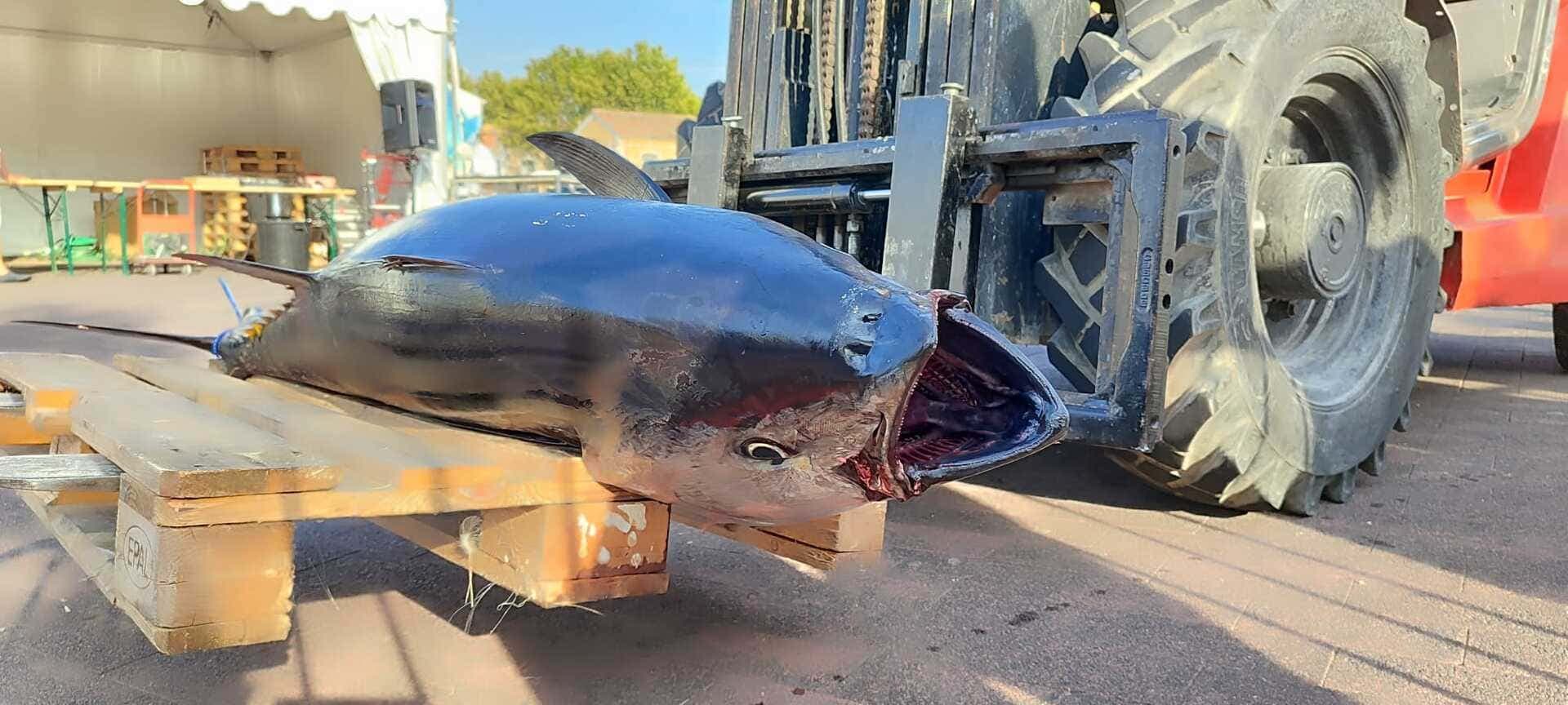 Semaine halieutique, championnat de pêche haute mer_Martigues