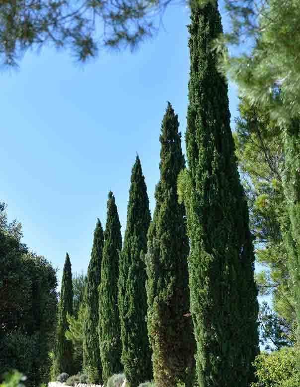 Mazet Coronille (403) - Les Garrigues de la Vallée des Baux