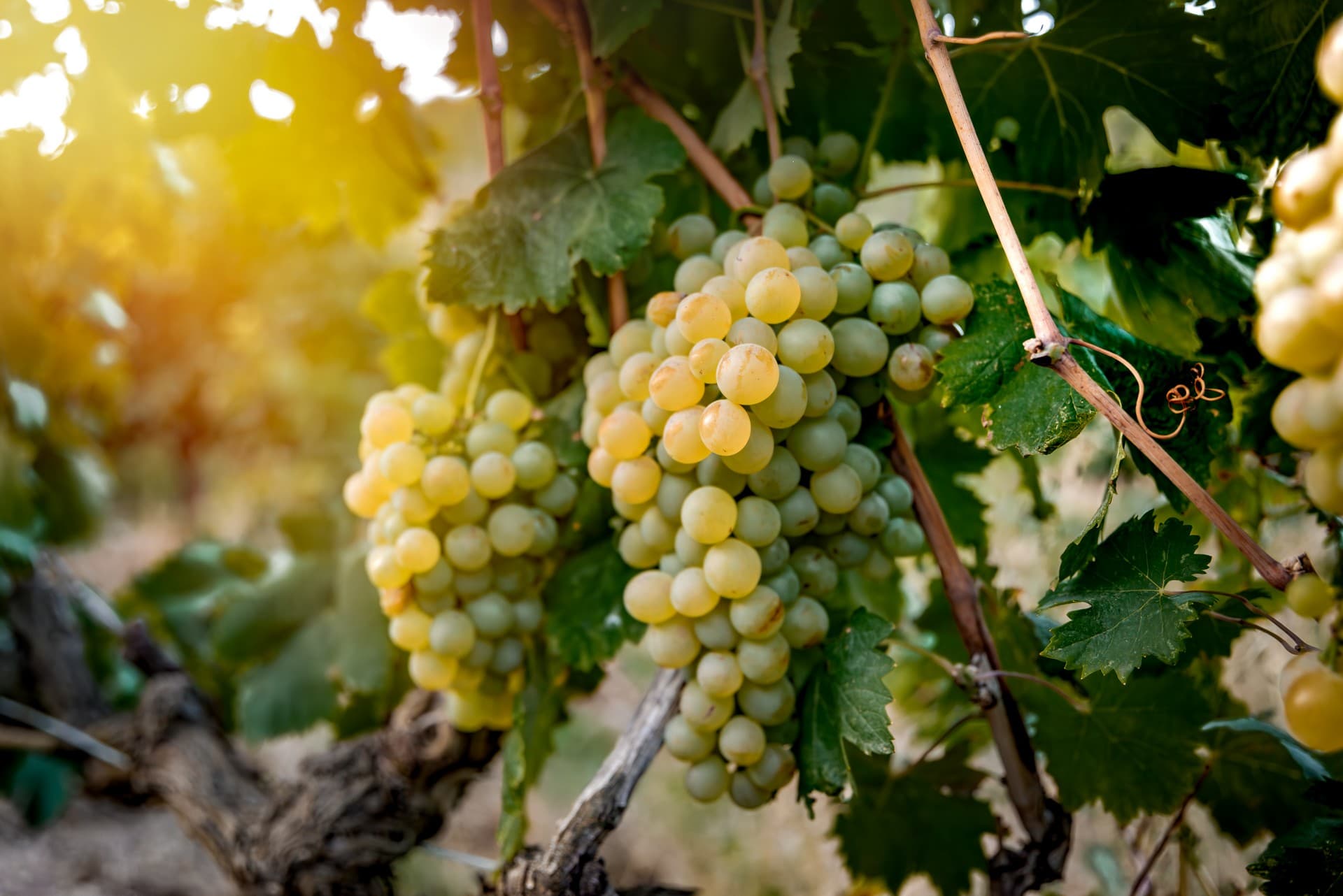 Domaine d'Eole à Eygalières Raisins
