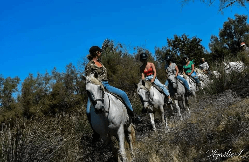 Visite guidée à cheval de la manade Coule_Arles