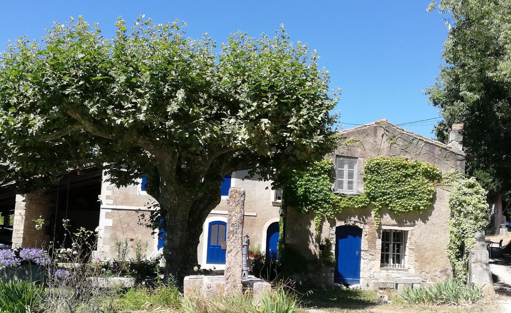 Les Micocouliers