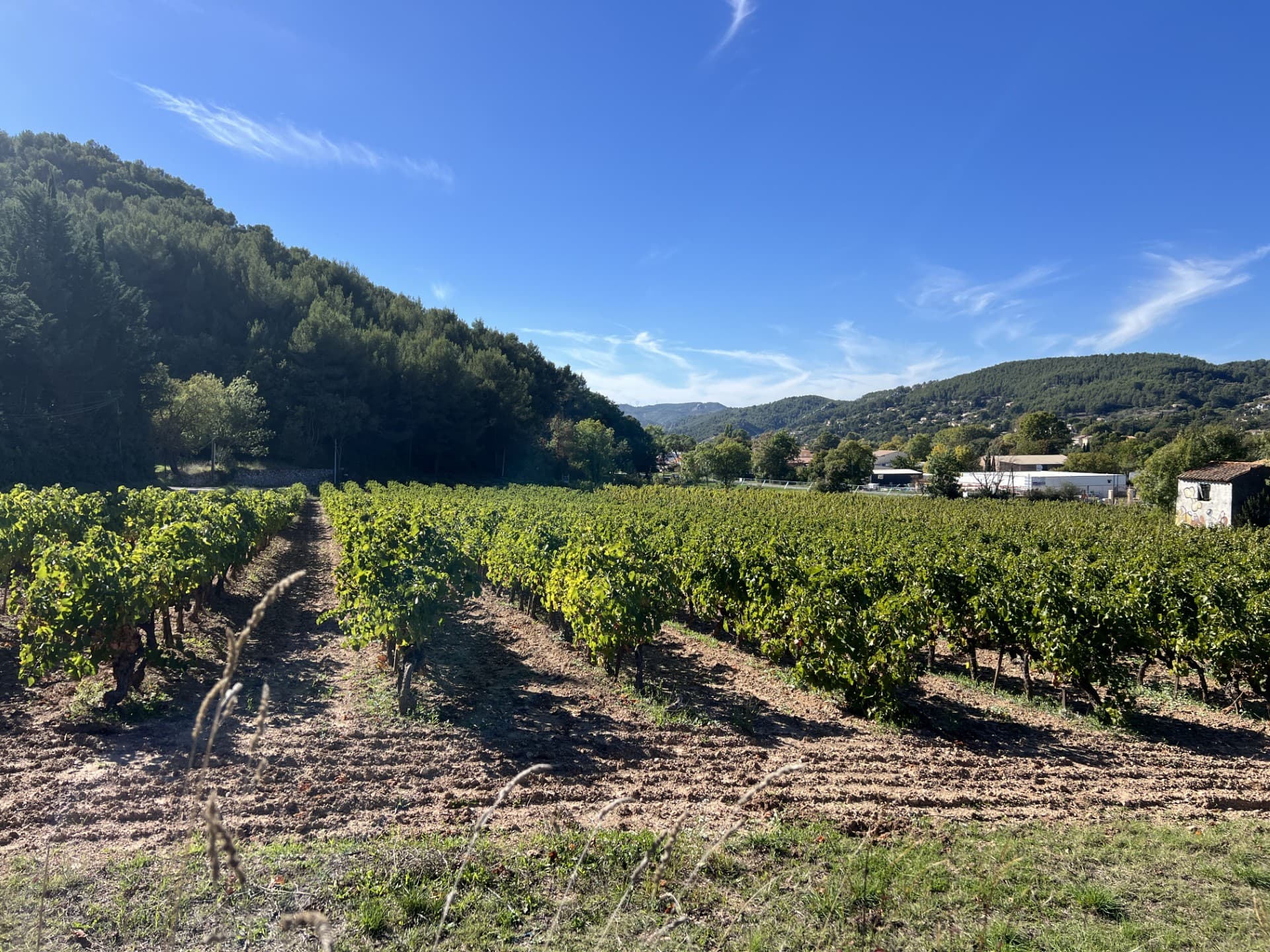 Les Vignerons du Garlaban - Auriol_Auriol