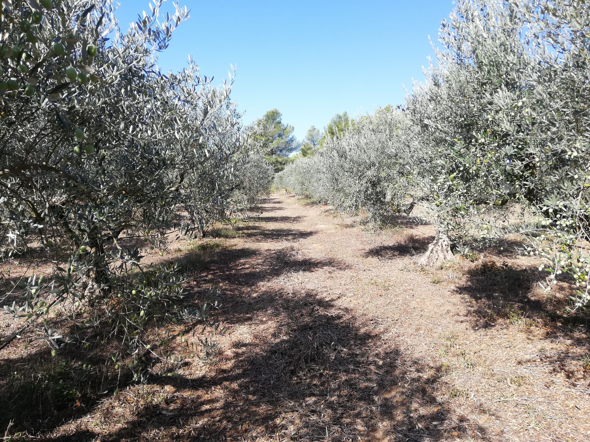 Domaine les Cengles