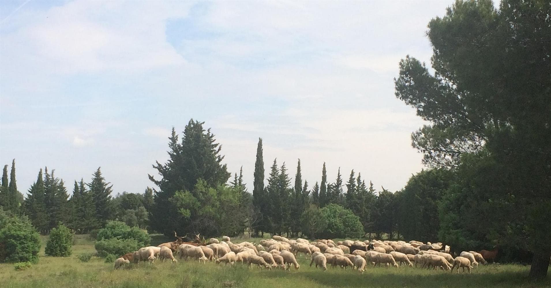 Les Micocouliers