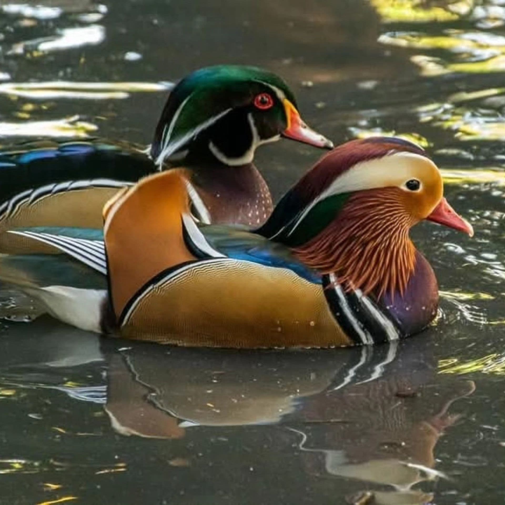 Ferme animalière d'Auriol_Auriol