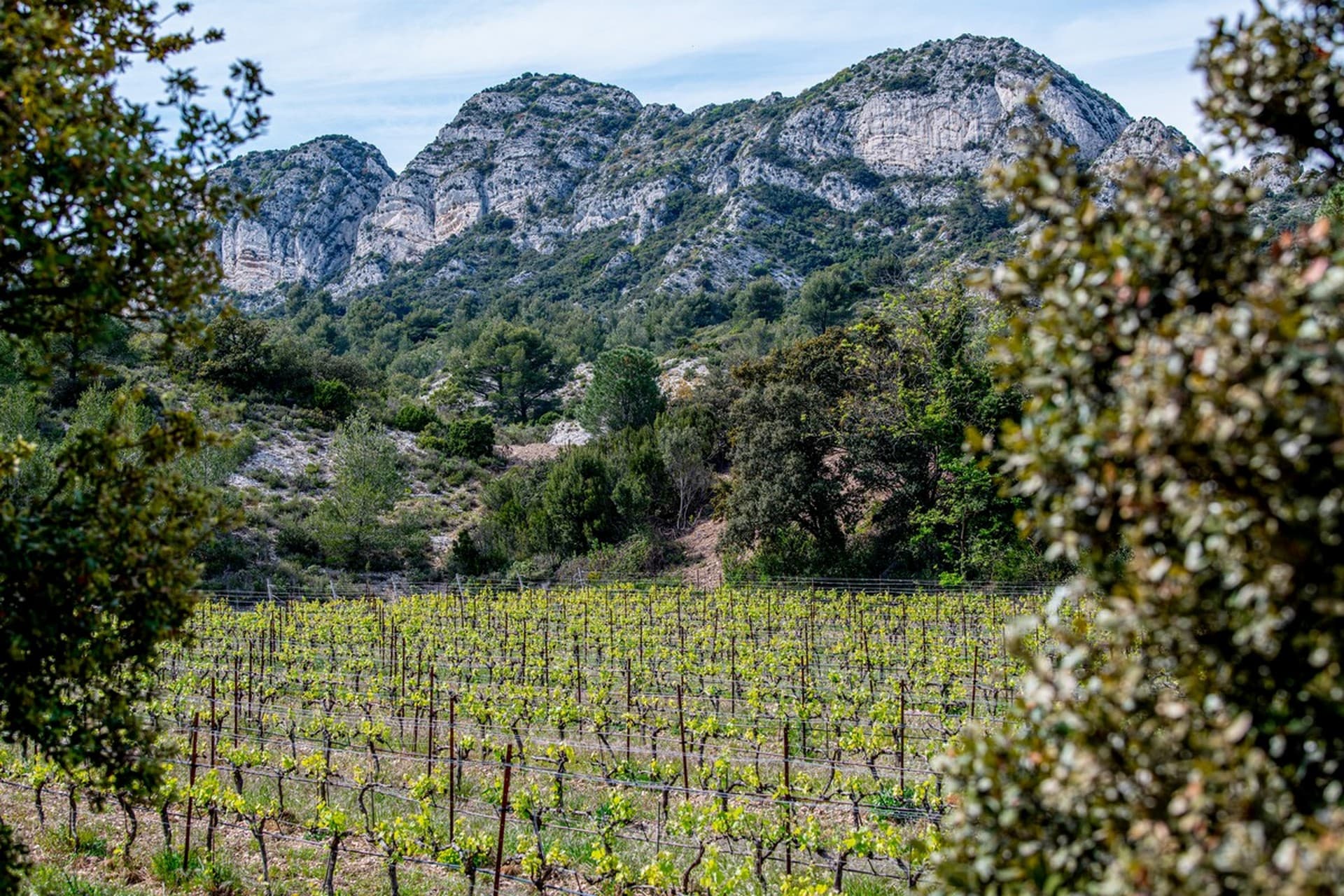 Domaine de la Vallongue Eygalières vignes