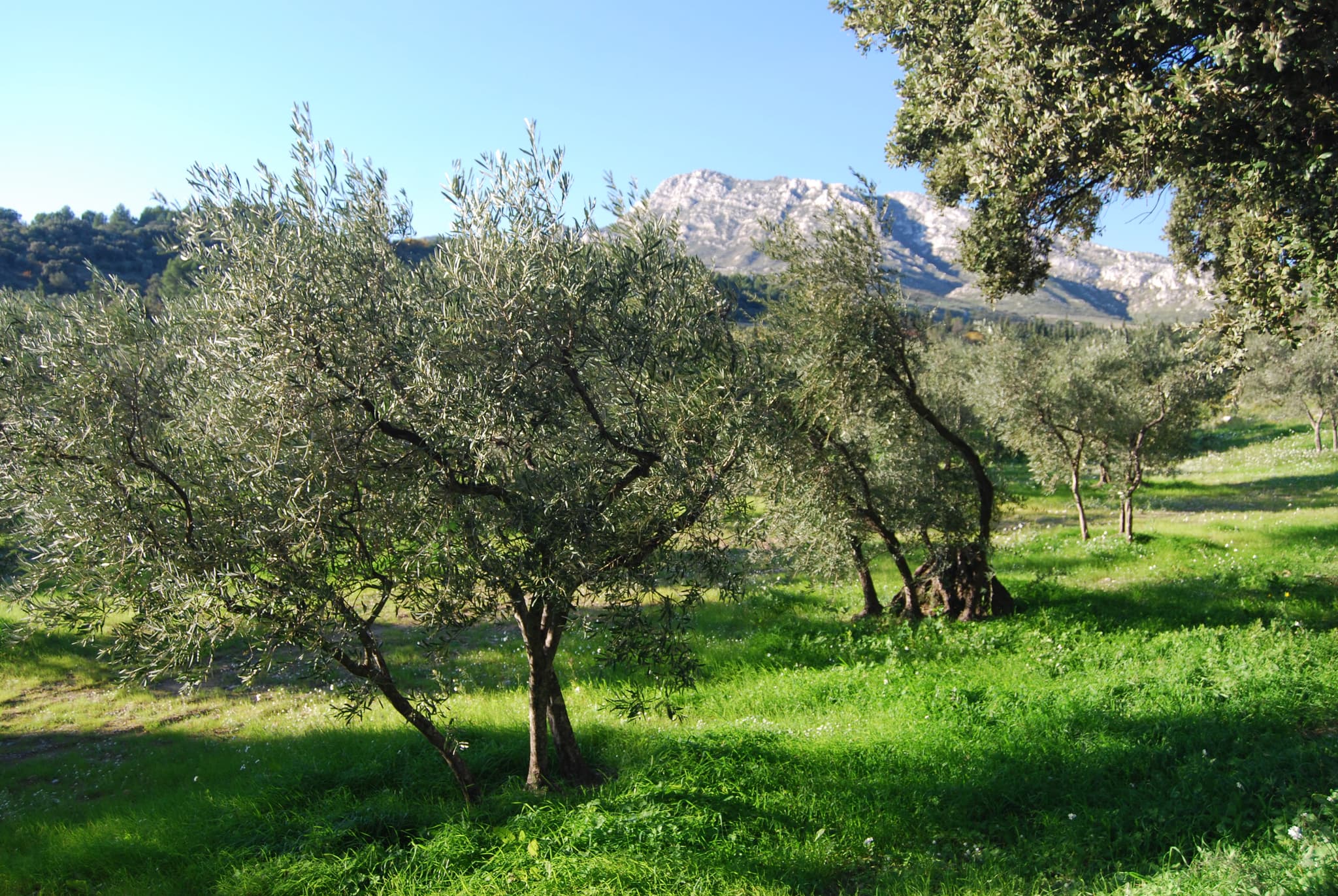 Sortie nature : Olivier, arbre millénaire_Mouriès