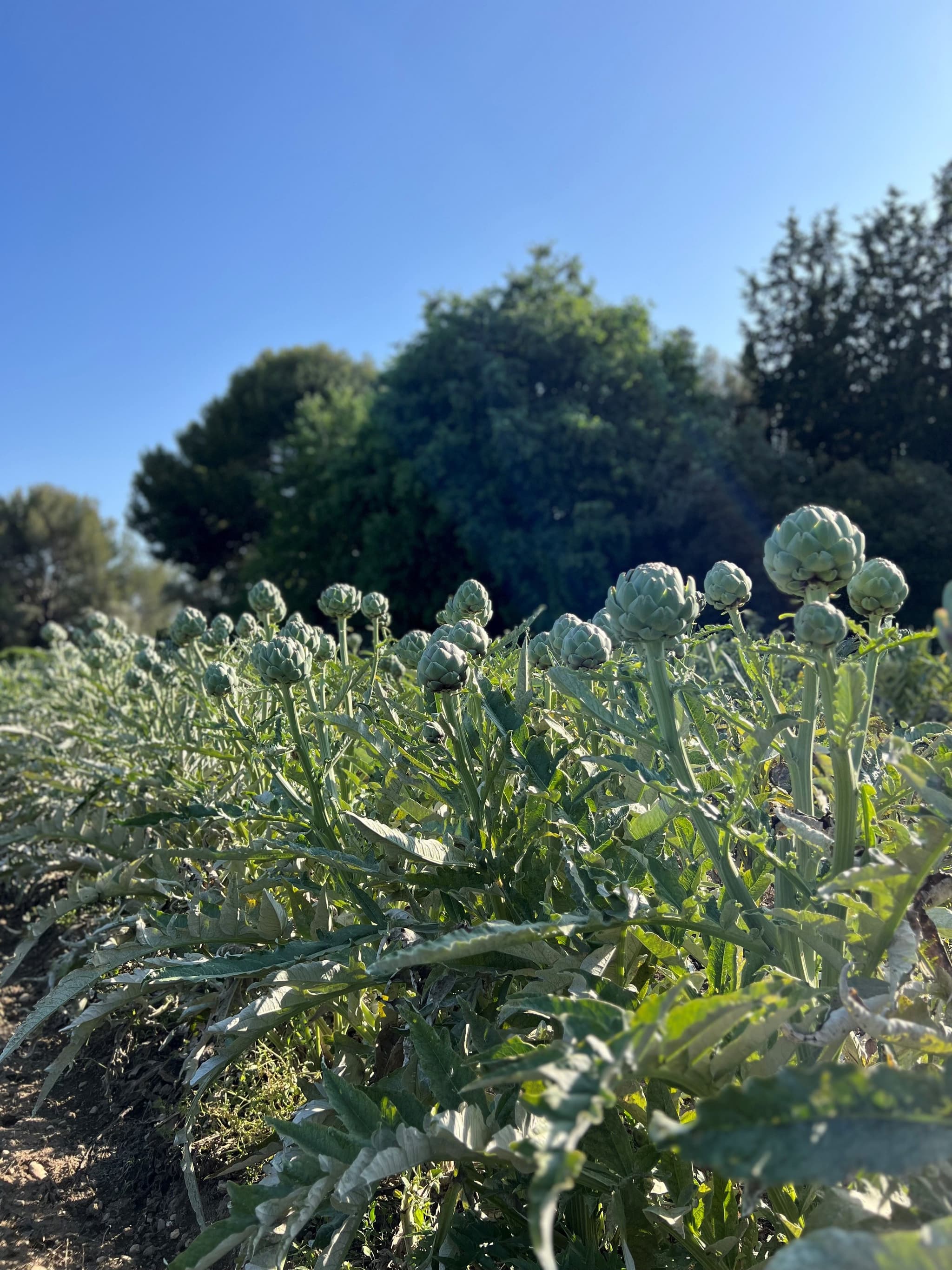 Ferme Auvrai