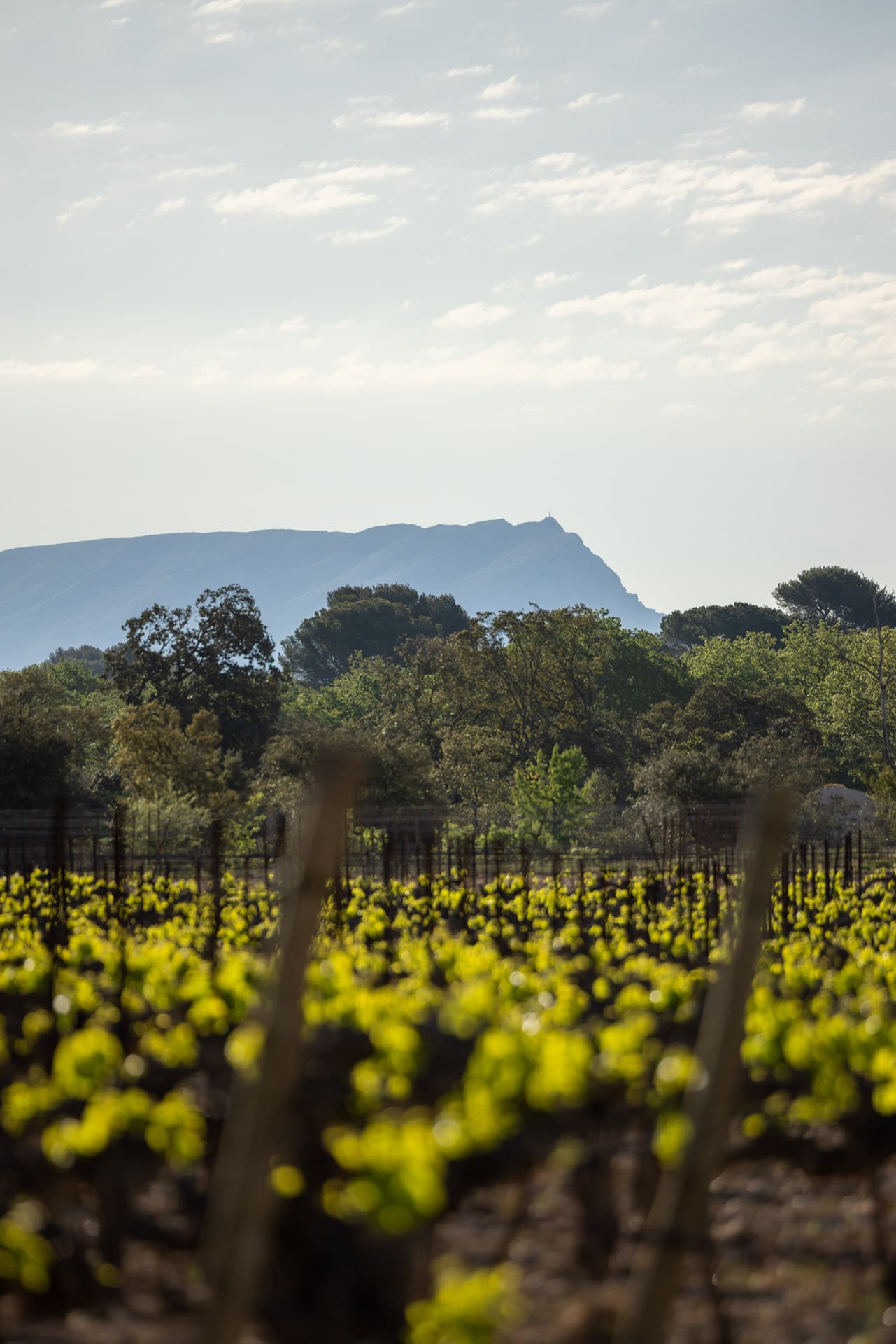 Vignes - Vue Sainte Victoire