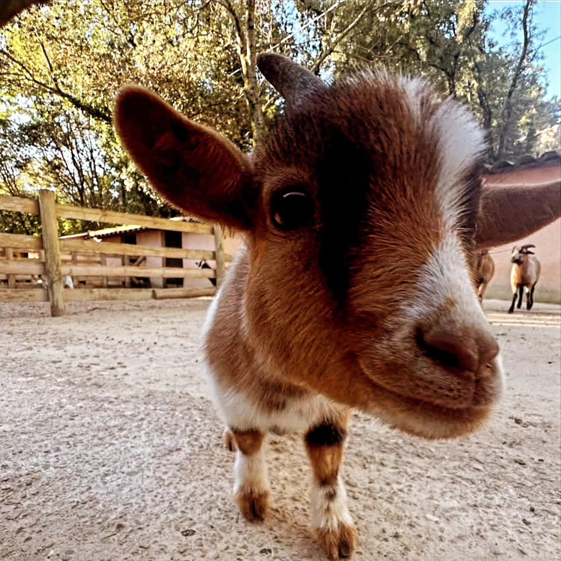 Ferme animalière d'Auriol_Auriol