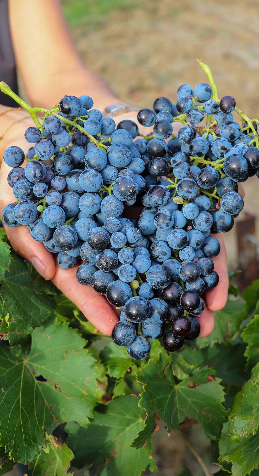 Domaine du Grand Mas de Lansac_Tarascon