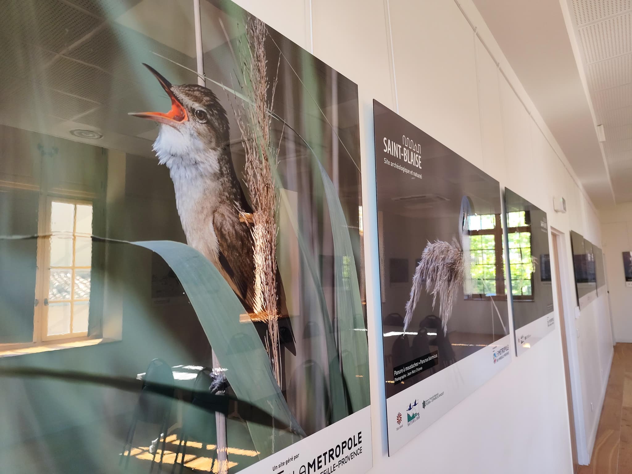 Exposition : biodiversité, regards croisés sur la faune et la flore locale_Martigues