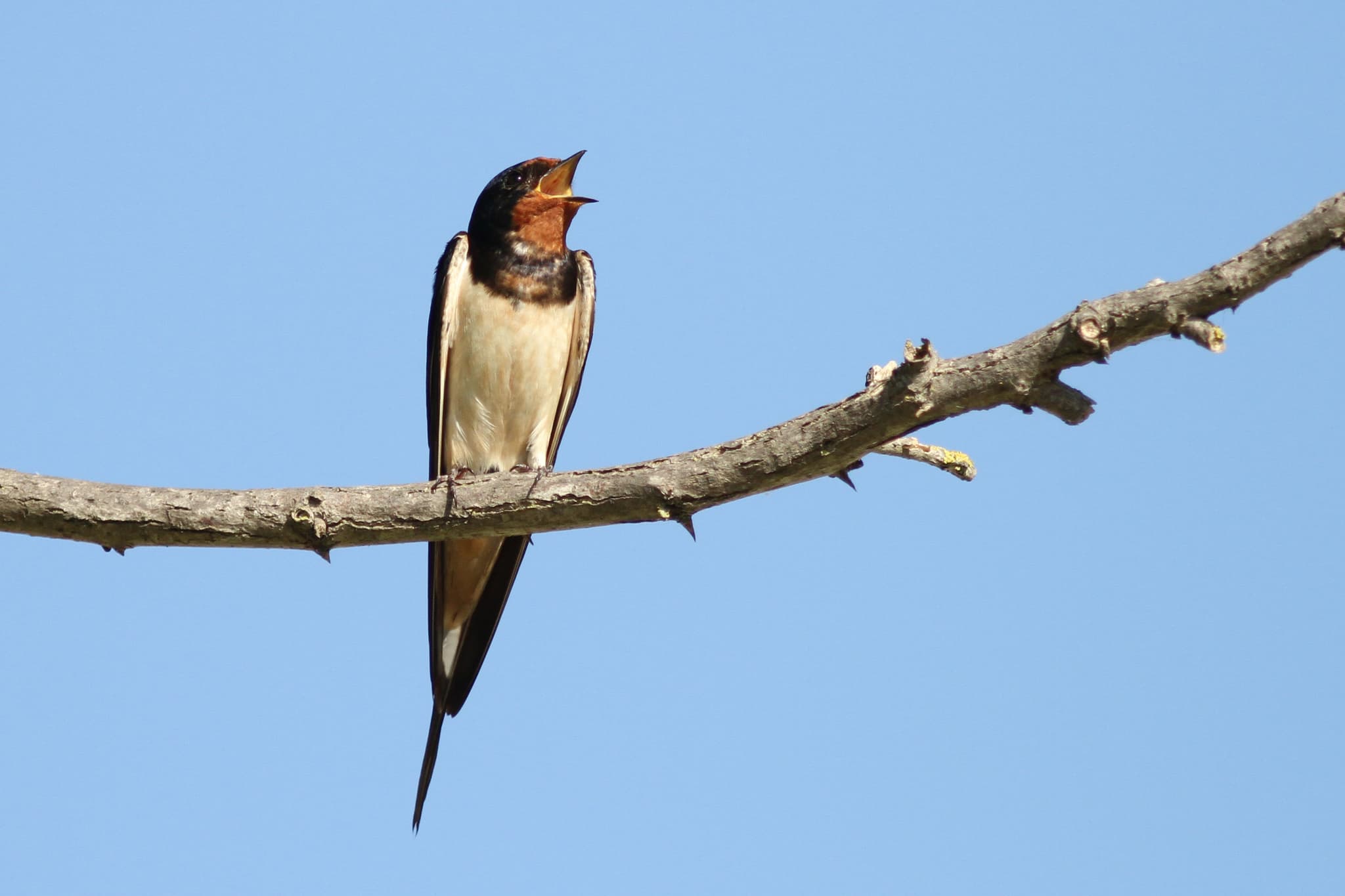 Sortie ornithologique : La migration des hirondelles_Maussane-les-Alpilles