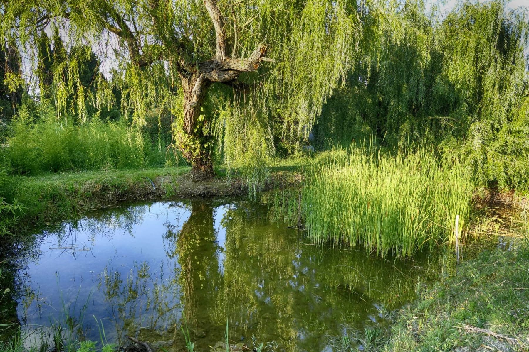 La Guinguette_Saint-Rémy-de-Provence