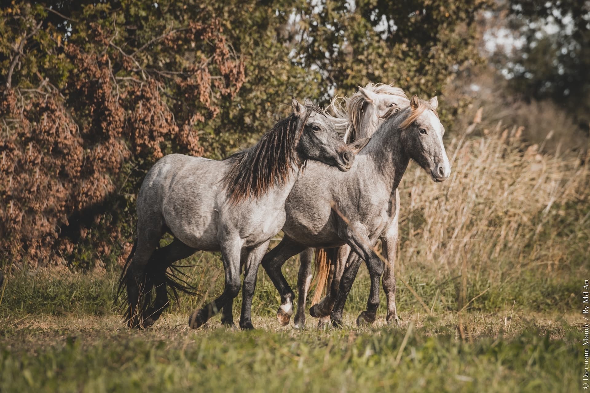 Juments camargue