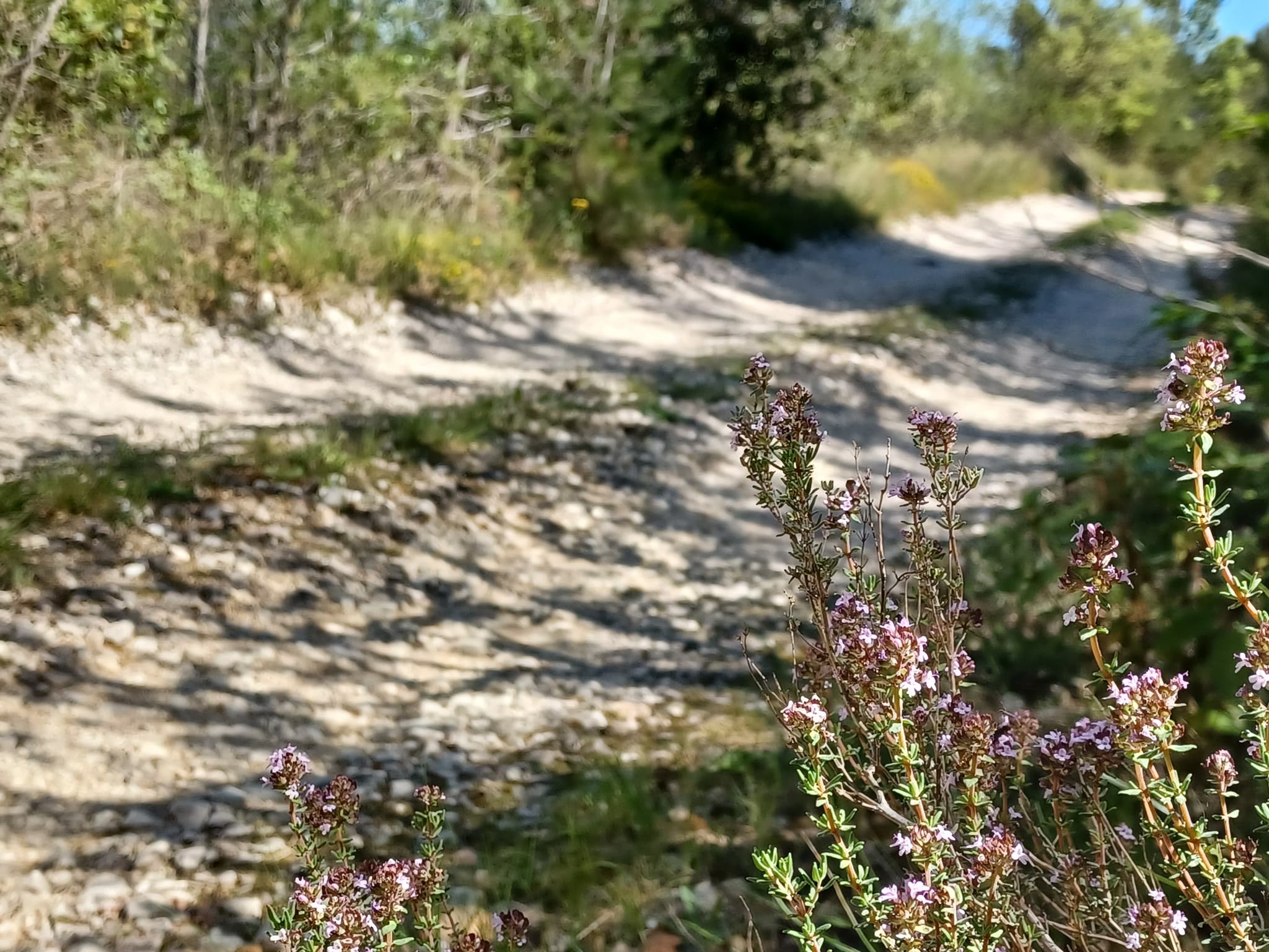 Soft mountain bike