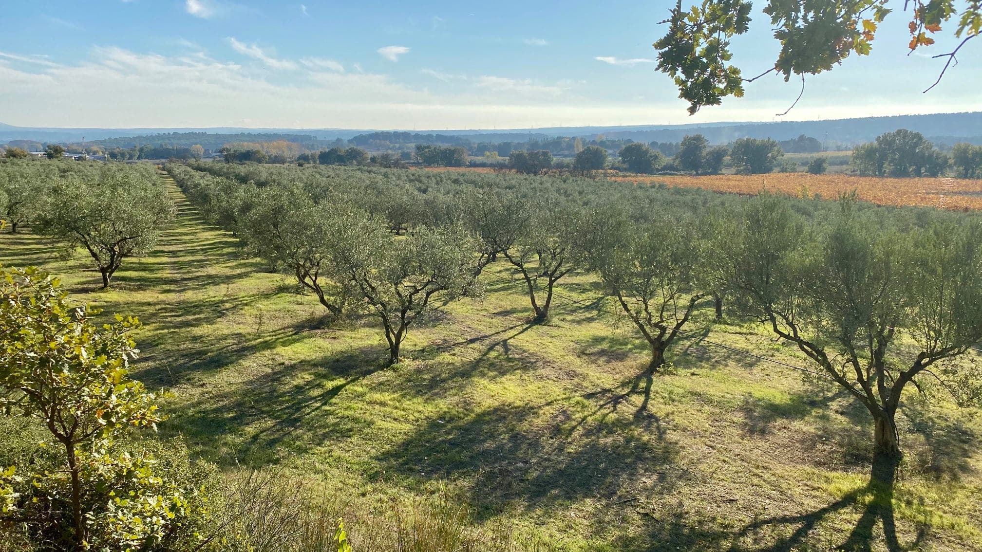 Domaine Camaïssette