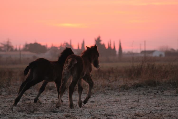 poulains camargue
