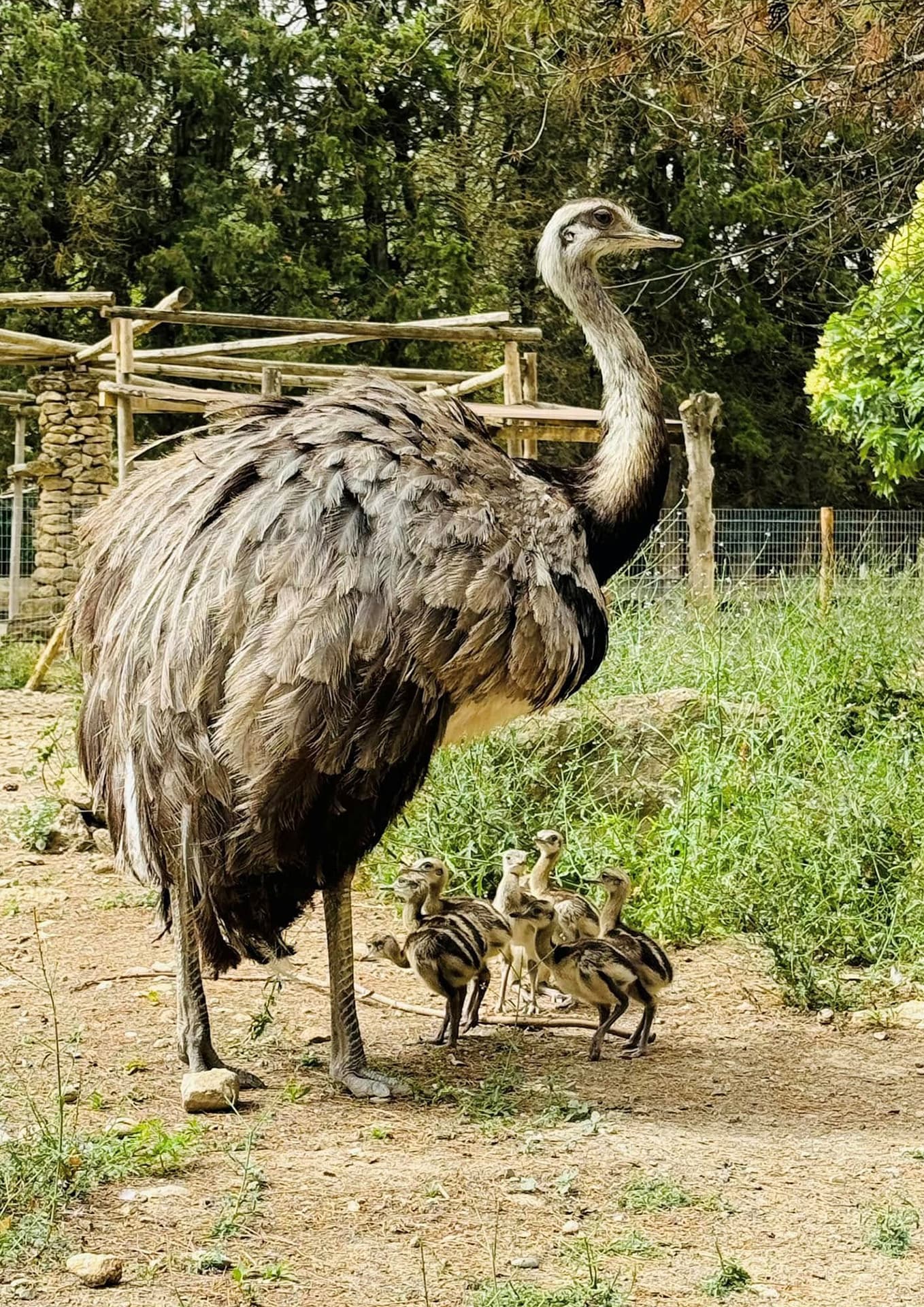 Parc Animalier - L'Arche de Méo_Mollégès