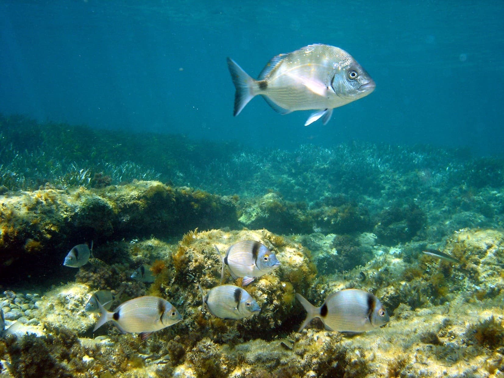 Snorkeling au coeur du Parc Marin_Carry-le-Rouet