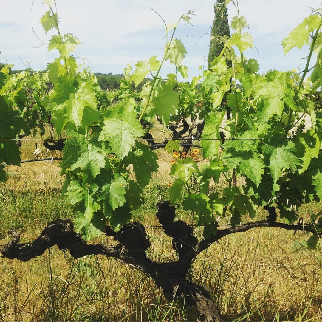 Domaine Camaïssette