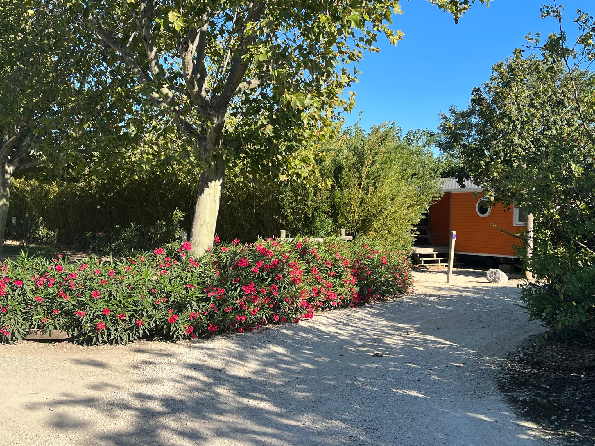 Arlésienne