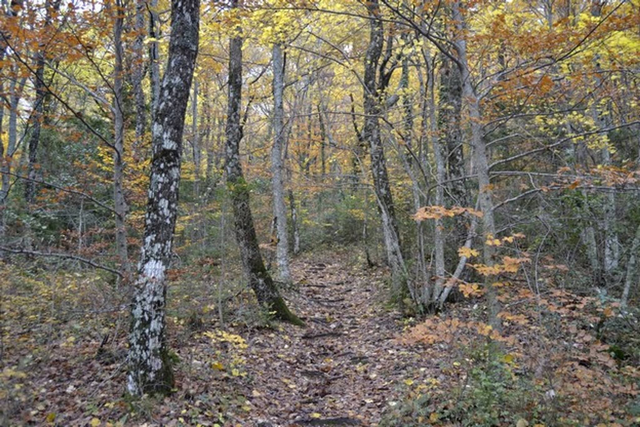PLAN D'AUPS SAINTE-BAUME - Du sentier Merveilleux à l'oratoire de Miette