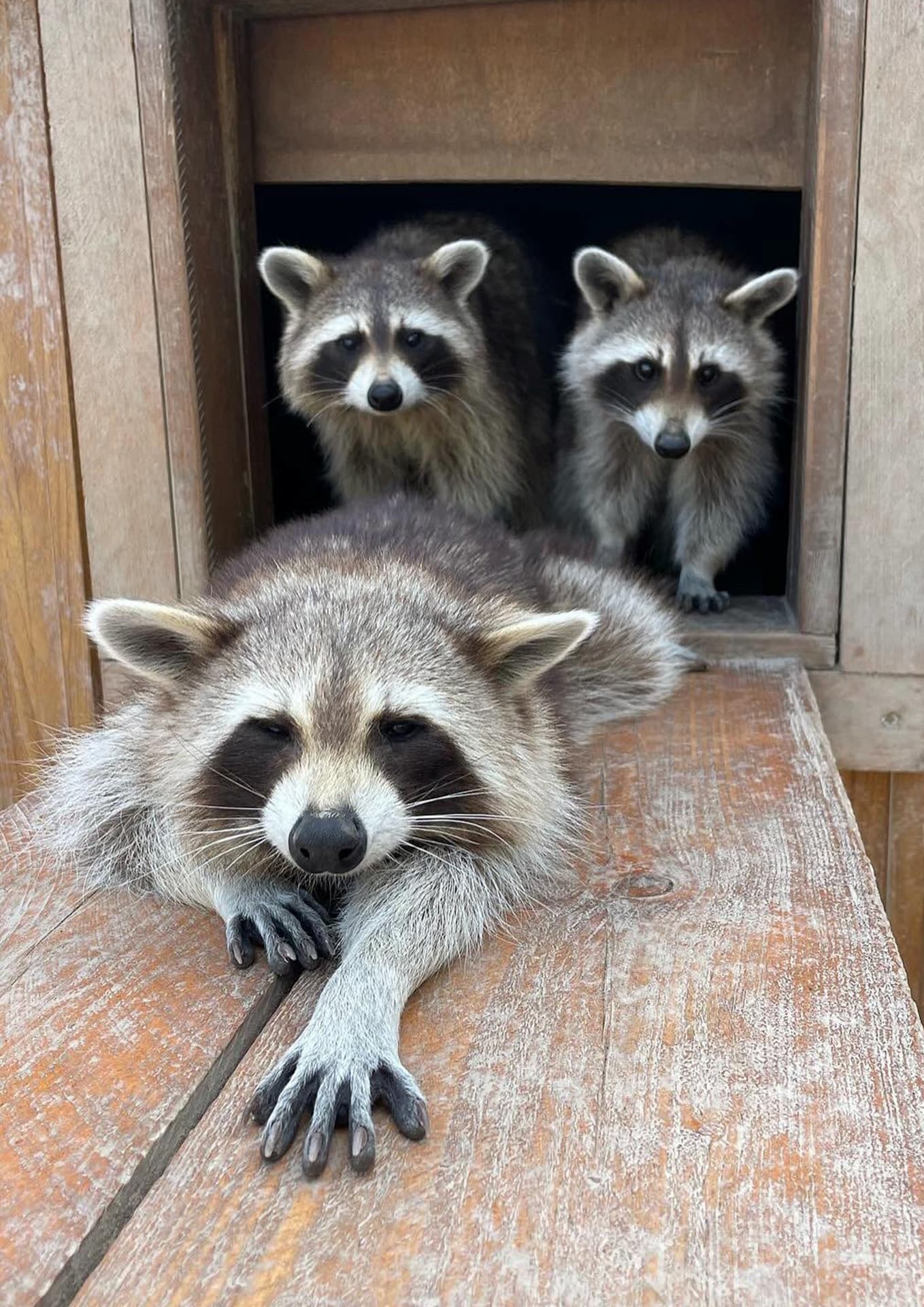 Parc Animalier - L'Arche de Méo_Mollégès