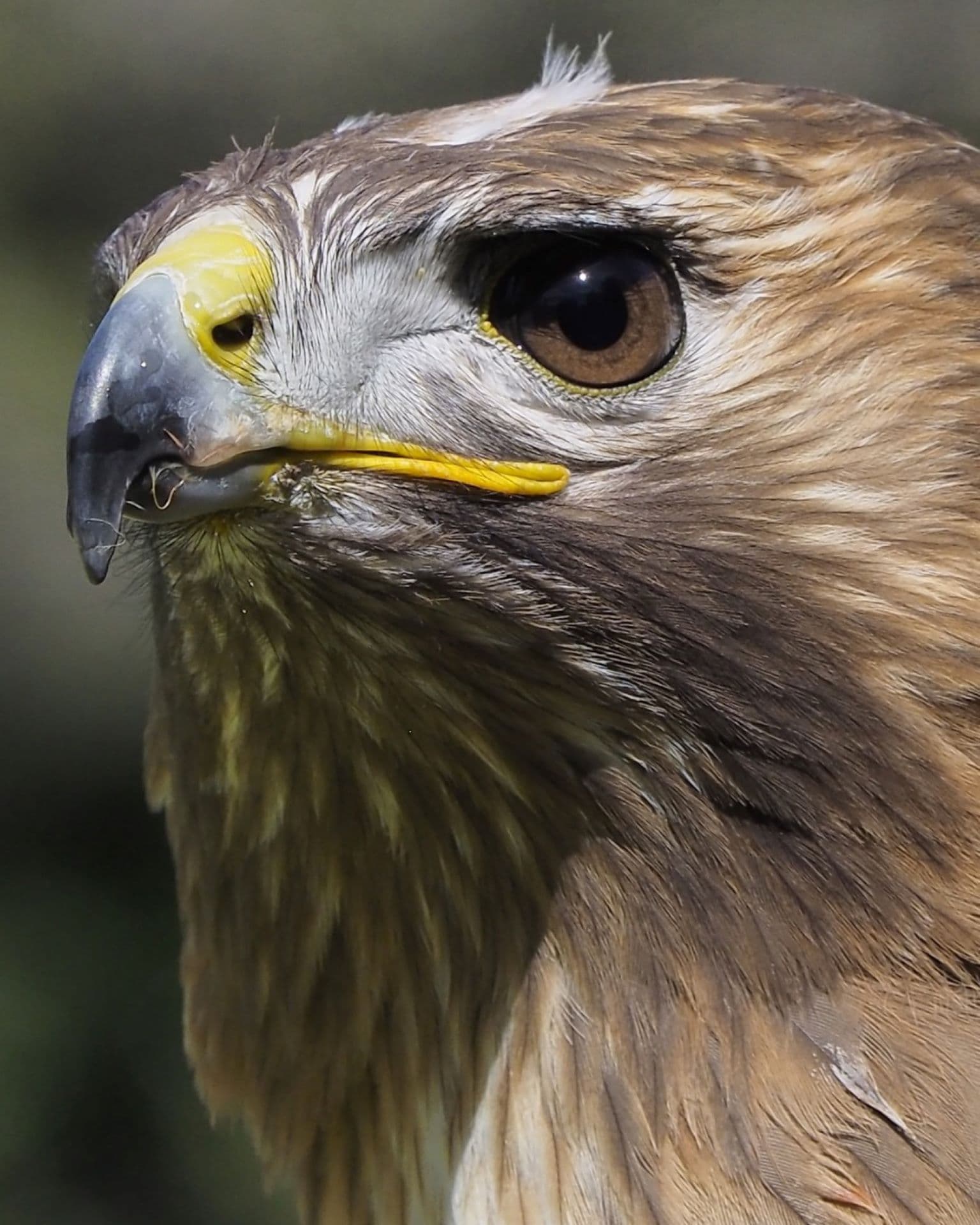 Fauconnerie Aigles de la Sainte-Baume_Cuges-les-Pins