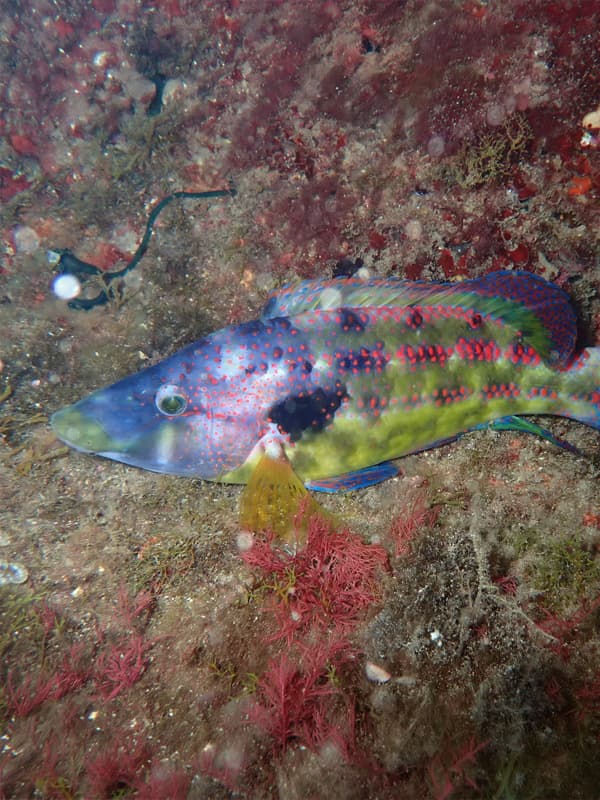Biodiversité marseillaise, entre mer et collines_Marseille