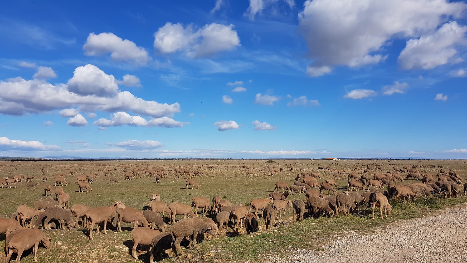 Belle promenade en Crau