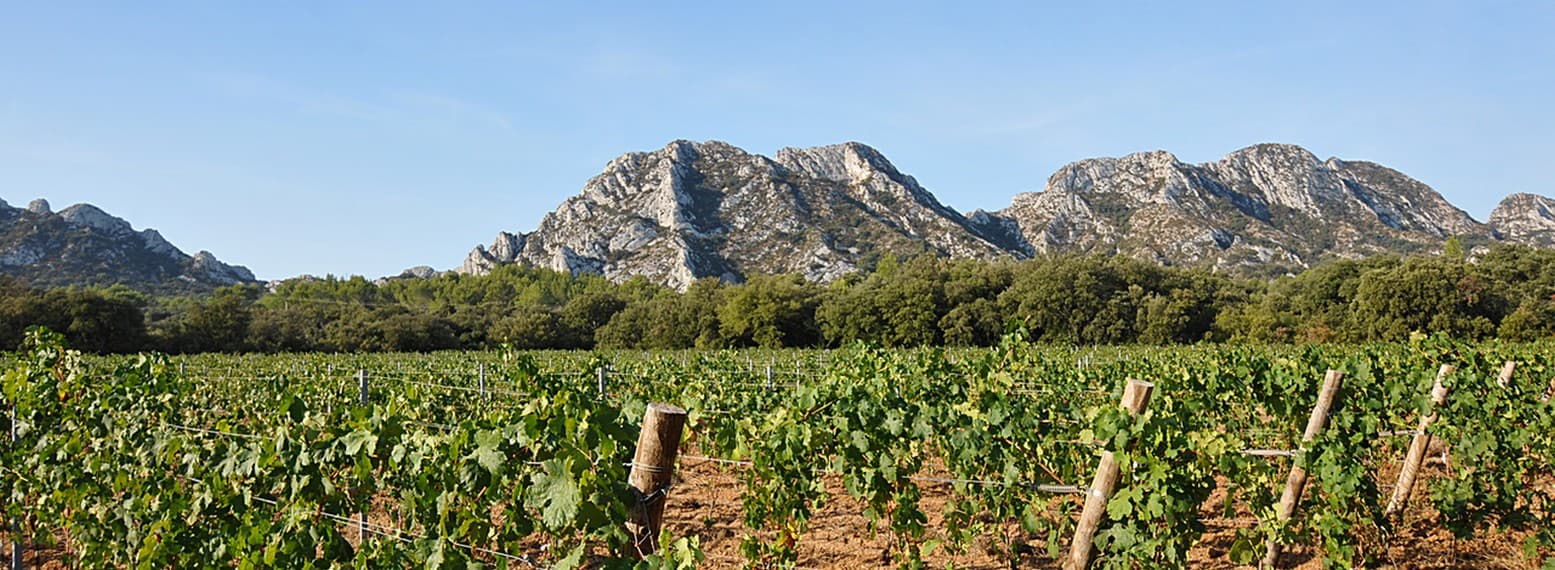 Domaine des Terres Blanches