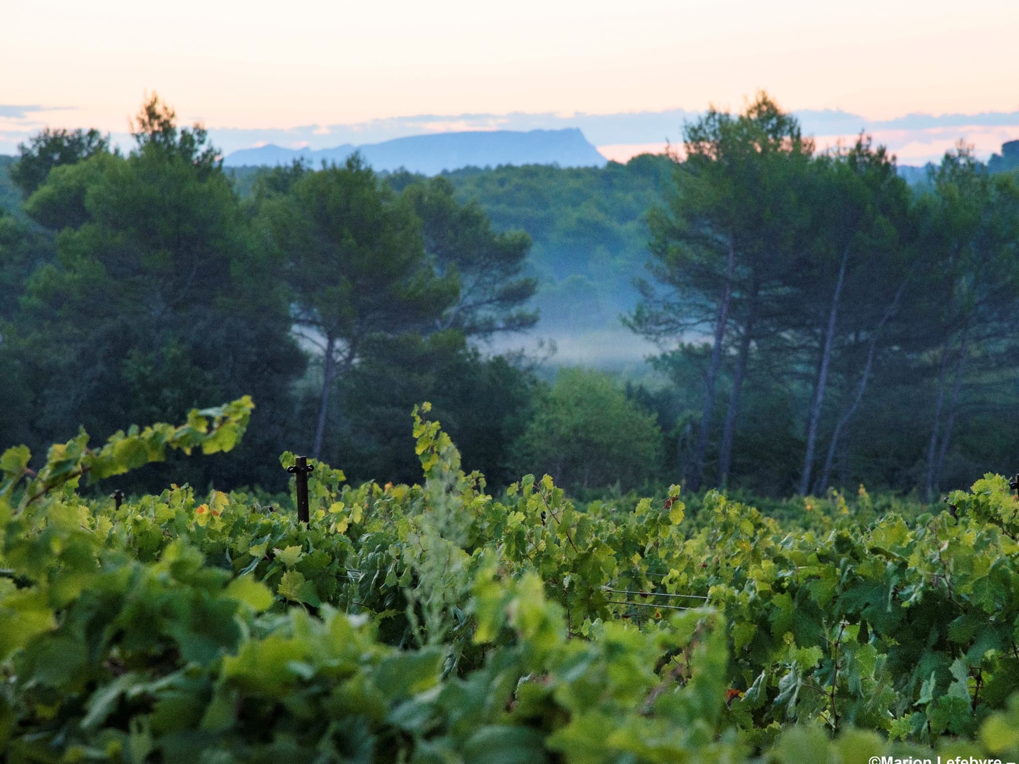 Villa Minna Vineyard