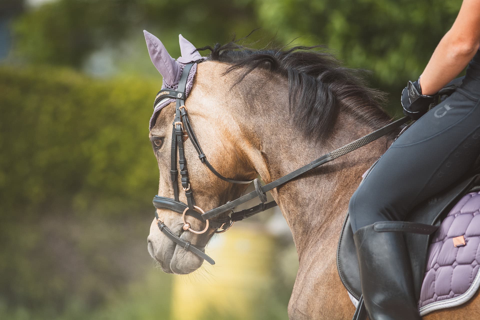 Les Ecuries du Cheval d'Argent