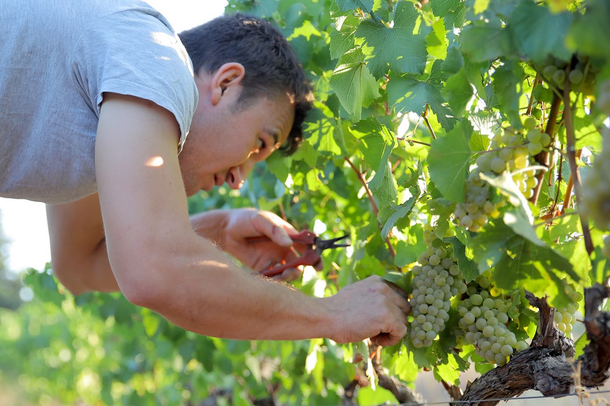 Domaine Fontchene