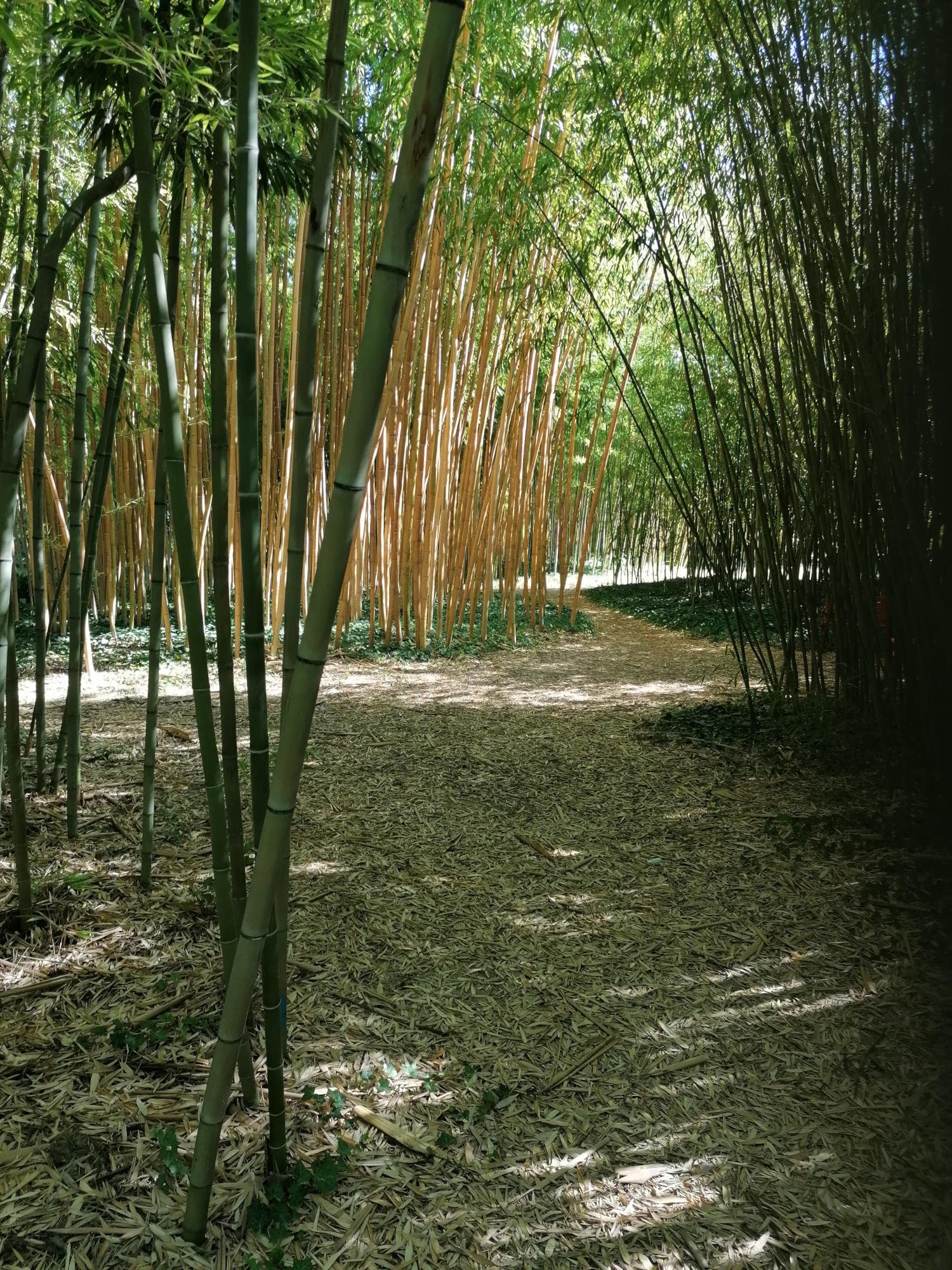 Bambous en Provence_Eyragues