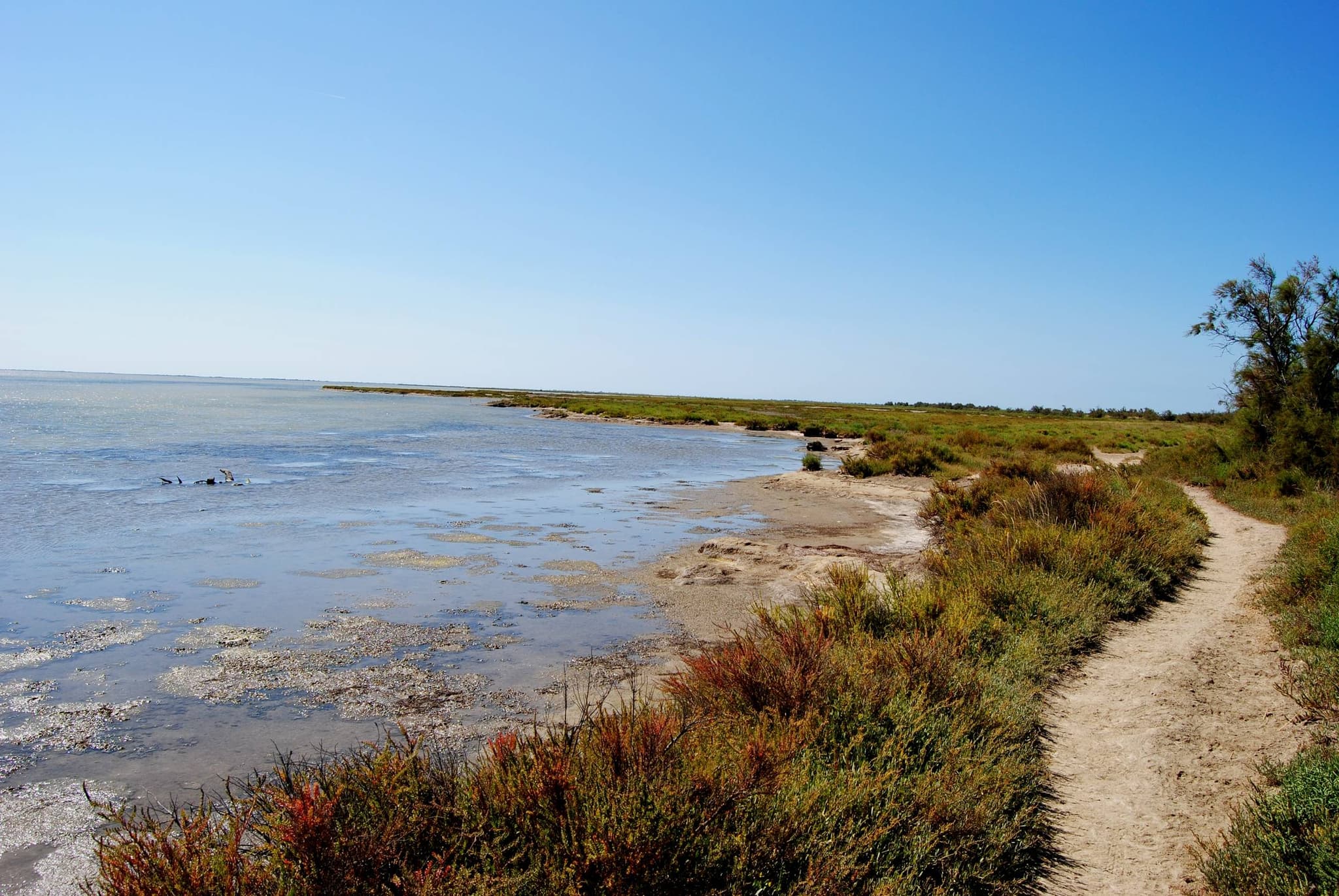 SAINTES- MARIES-DE-LA-MER - Entre les deux bras du Rhône