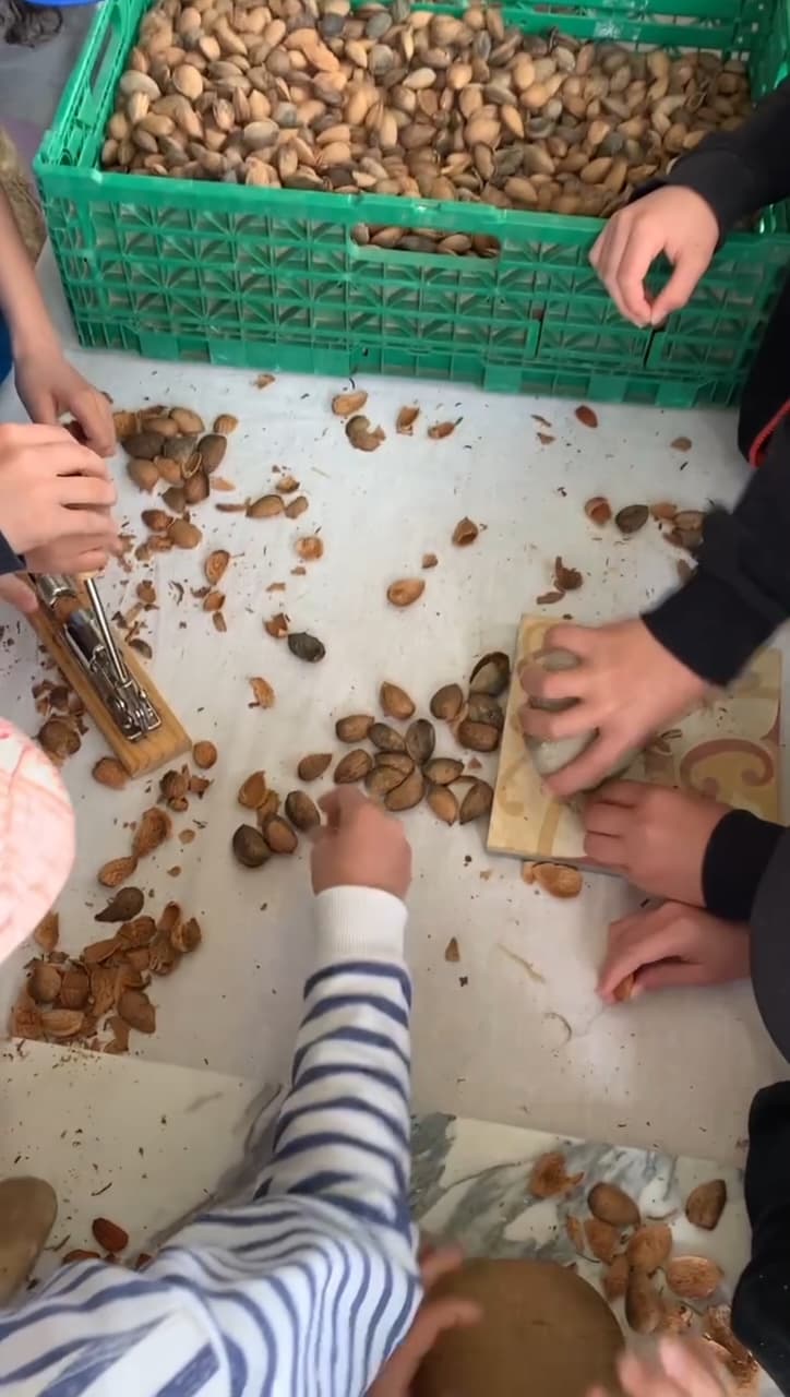 Visite gourmande : Les amandes des Alpilles_Saint-Rémy-de-Provence