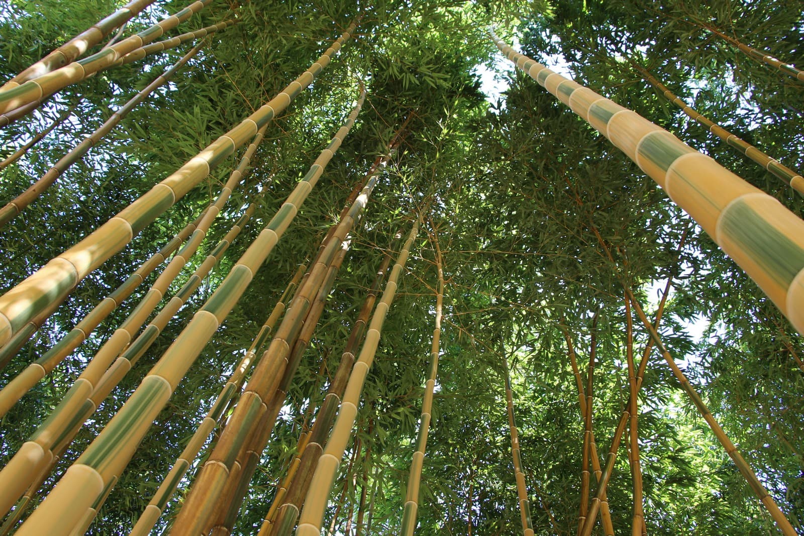 Bambous en Provence Eyragues bambous