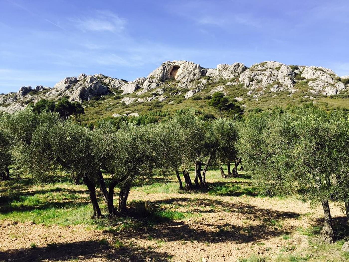 Vue sur les Alpilles et champs d'oliviers