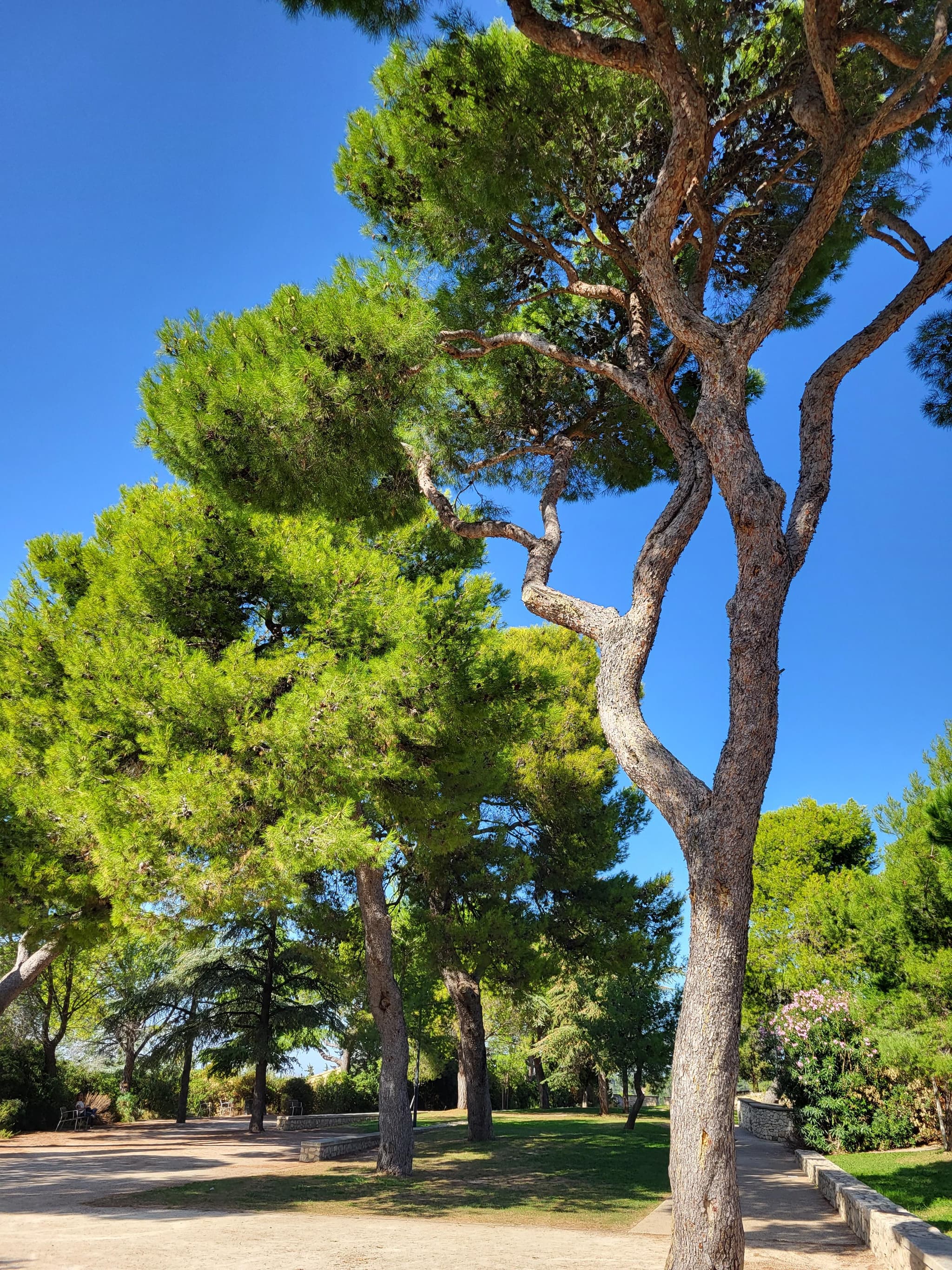 Aire de pique-nique de l'Esplanade_Noves